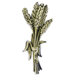 Wheat 4558
